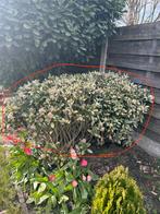 Skimmia japonica, Tuin en Terras, Ophalen, Zo goed als nieuw