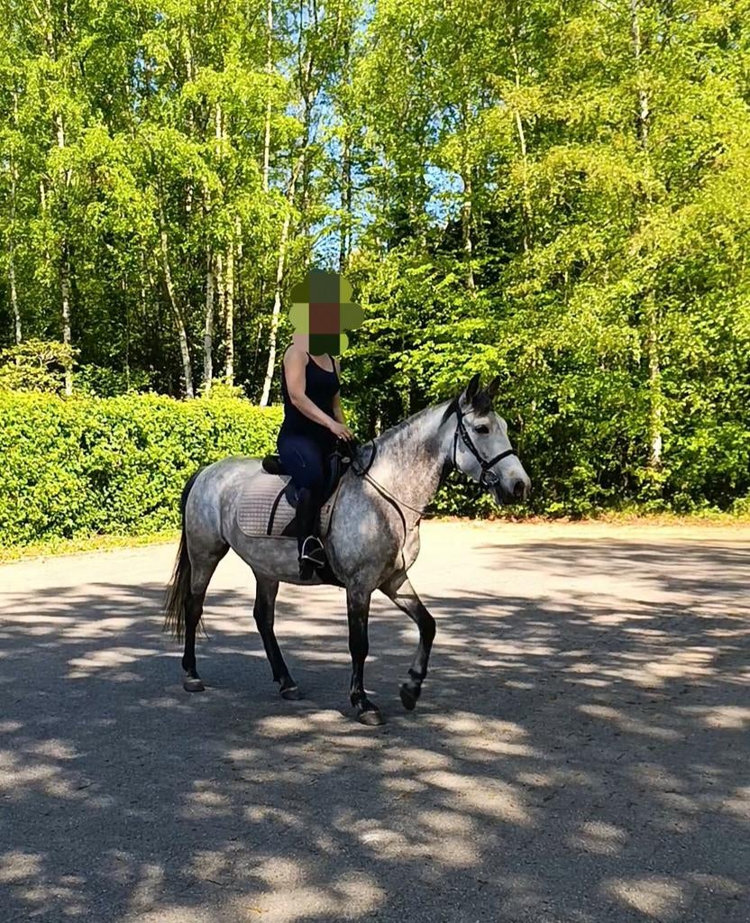Allround jonge d- pony, Jument, Poney de récréation, Vermifugé, 3 à 6 ans