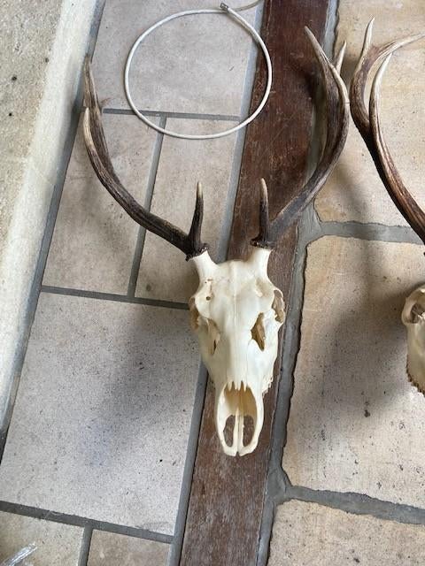 modèle 3D de Crâne de cerf - 1340885