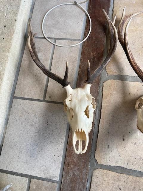 crane de cerf, Collections, Collections Animaux, Comme neuf, Crâne, Cerf, Enlèvement ou Envoi