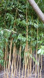 bamboe struik, Ophalen, Bamboe, Struik