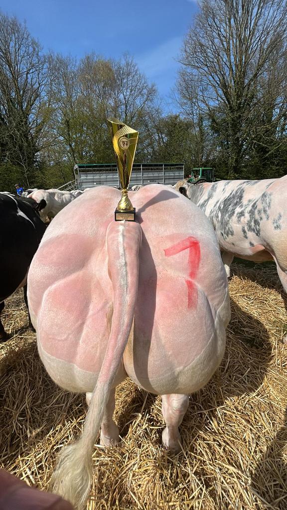 Dekstier, Dieren en Toebehoren, Runderen