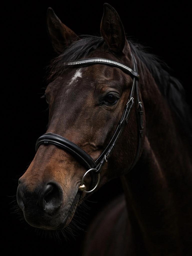 Opzoek  naar een pelham en een tiedeman, Dieren en Toebehoren
