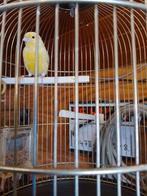 ZEER, ZEER GOED FLUITENDE KLEURKANARIES geringd eigen kweek, Dieren en Toebehoren, Meerdere dieren, Zangkanarie