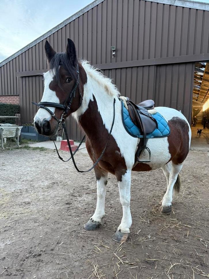 Robuuste tinker, Dieren en Toebehoren, Pony's, Ruin, Niet van toepassing, E pony (1.48m - 1.57m), Recreatiepony, 7 tot 10 jaar