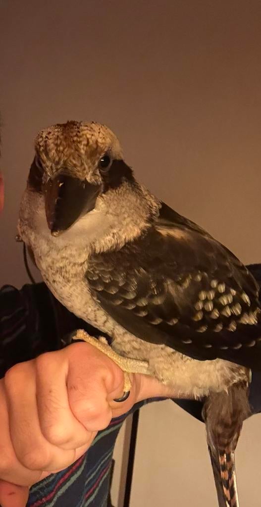 Kookaburras 2026, Dieren en Toebehoren, Vogels | Overige Vogels, Meerdere dieren, Tropenvogel, Geringd