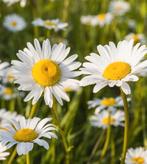 Leucanthemum vulgare maikönigin, Tuin en Terras, Planten | Tuinplanten, Ophalen, Volle zon