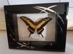 Taxidermy, Verzamelen, Dierenverzamelingen, Verzenden, Nieuw, Insect, Opgezet dier