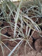 yucca treculeana, Ophalen