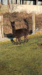 volwassen alpaca merrie, Août, Femelle