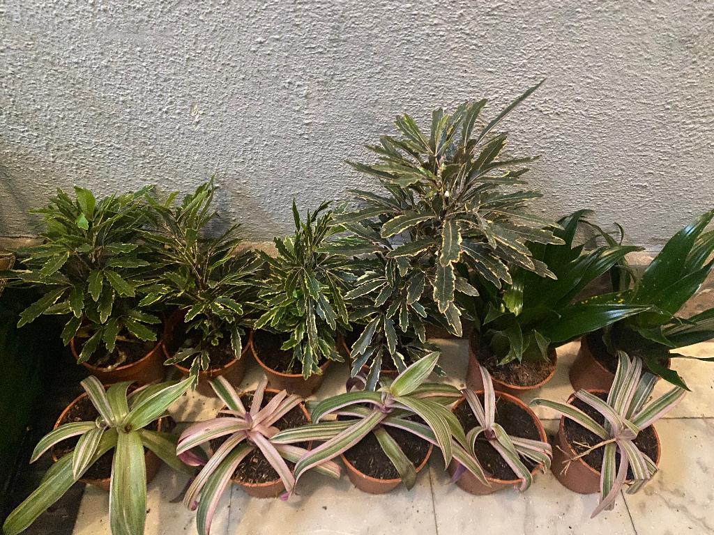 Pakket kamerplanten 19 stuks, Ophalen, Overige soorten, Halfschaduw, In pot