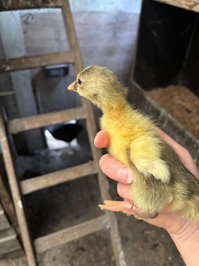 Poussins, canards et oies, Animaux & Accessoires