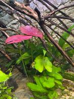 Aquariumplant Nymphaea sp. Peru-Puerto Maldonado, Dieren en Toebehoren