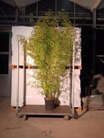 Bamboo phyllostachys aurea, Tuin en Terras, Planten | Bomen, Ophalen