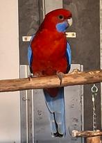 Penant rosella man, Dieren en Toebehoren, Geringd