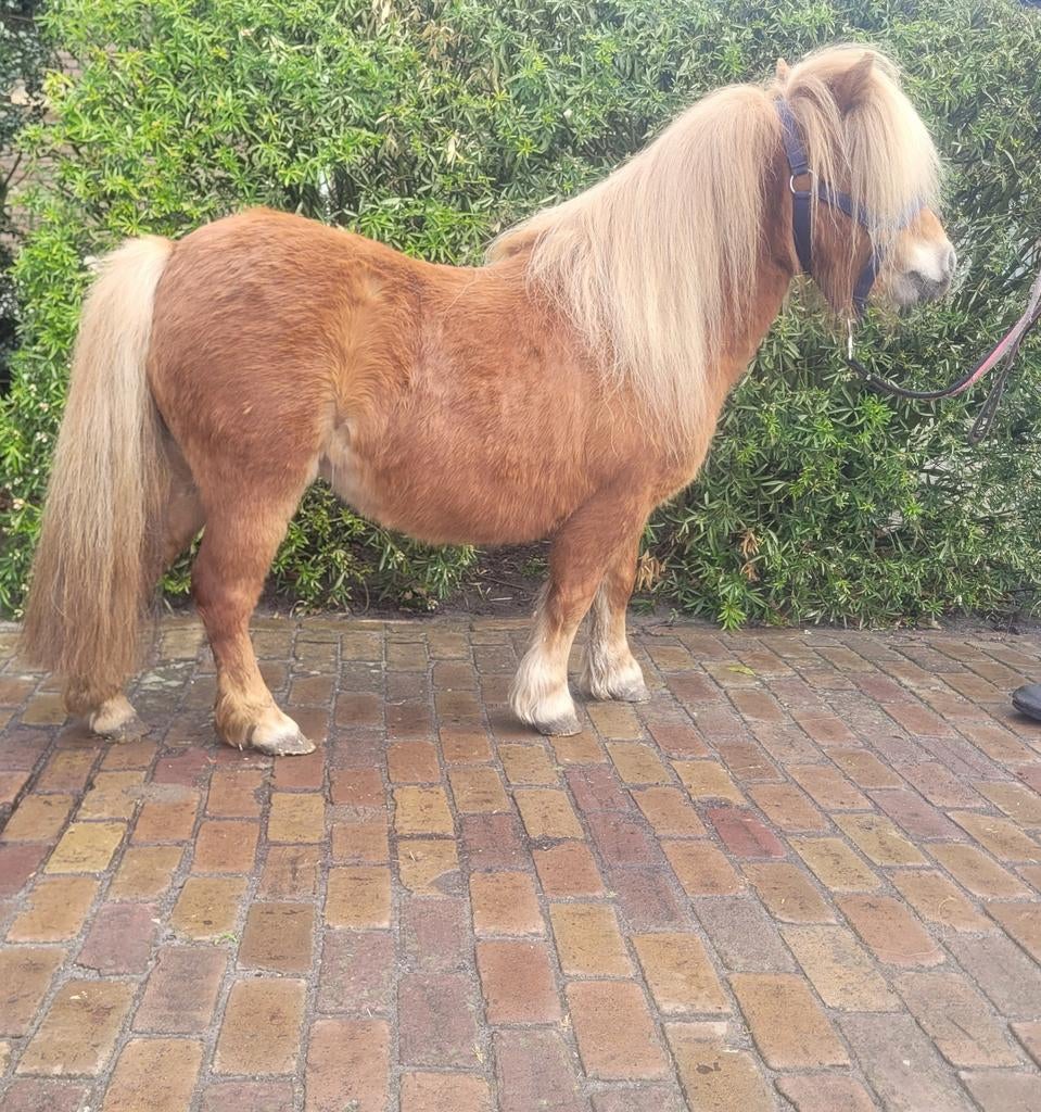 Mini pony's, Dieren en Toebehoren, Pony's