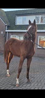 Grand cheval à vendre, Animaux & Accessoires, Chevaux, Hongre, 165 à 170 cm, Avec pedigree, 0 à 2 ans