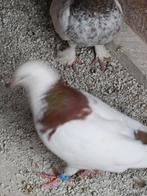 Duiven van eigen kweek., Dieren en Toebehoren