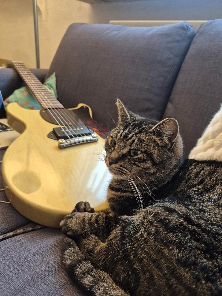 Gibson customshop junior double cut TV yellow, Muziek en Instrumenten, Snaarinstrumenten | Gitaren | Elektrisch, Gebruikt, Solid body