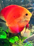 Mooie Discus, Dieren en Toebehoren