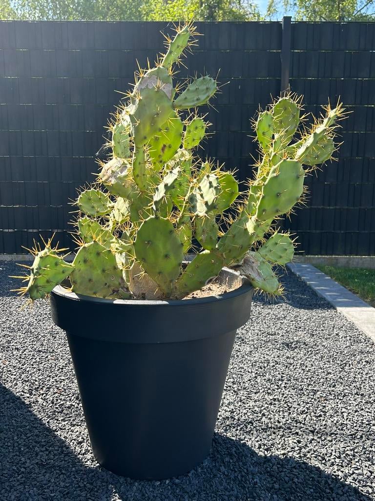 Mooie grote cactus  te koop met bijhorende pot, Ophalen, Overige soorten