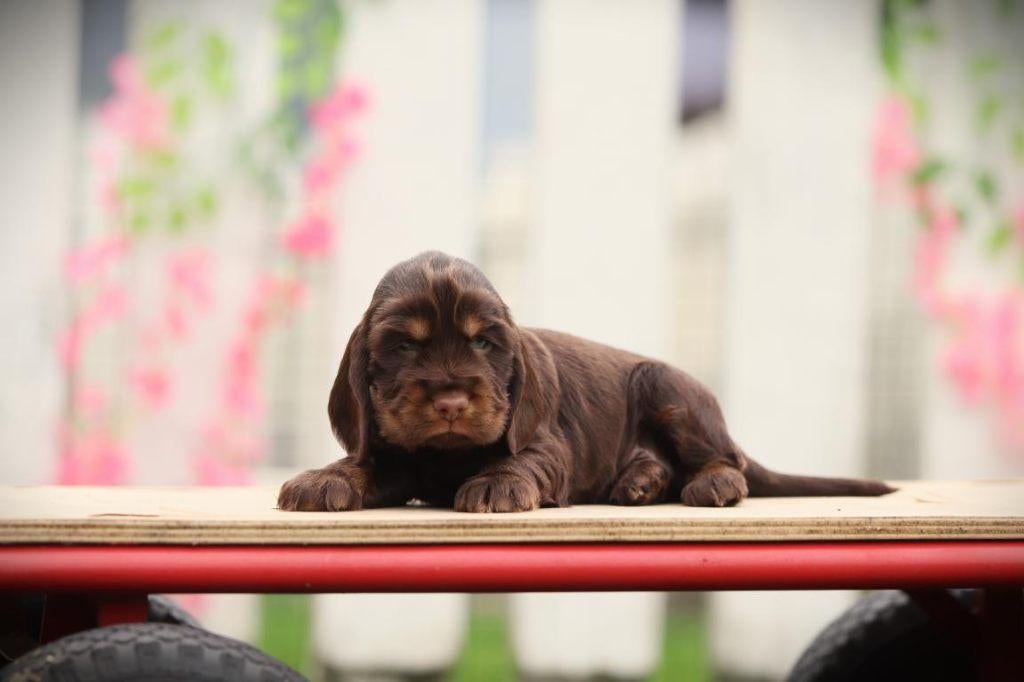 Choco bruine Engelse Cocker pups, DNA gecontroleerd, Parvo, België, 8 tot 15 weken, Meerdere