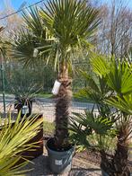 Palmboom Trachycarpus Fortunei - winterharde palmboom, Tuin en Terras, Planten | Bomen, Ophalen, Halfschaduw, Palmboom
