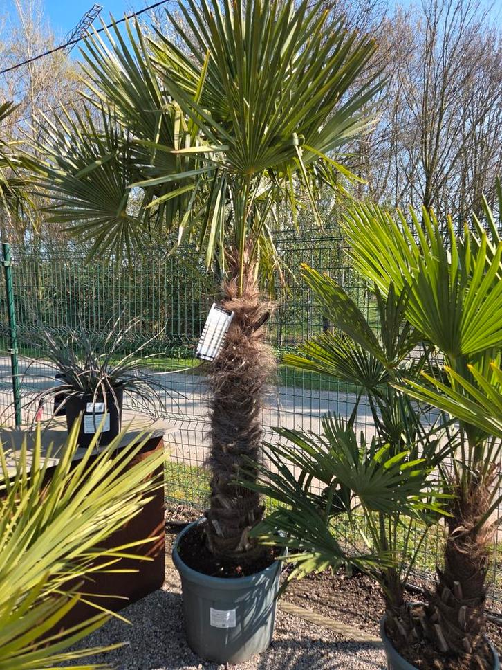 Palmboom Trachycarpus Fortunei - winterharde palmboom, Jardin & Terrasse, Plantes | Arbres, Palmier, Ombre partielle, Enlèvement