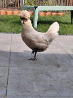 Padua kriel hen, Dieren en Toebehoren, Pluimvee, Vrouwelijk, Kip