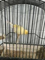 Fife fancy man, Dieren en Toebehoren, Vogels | Kanaries