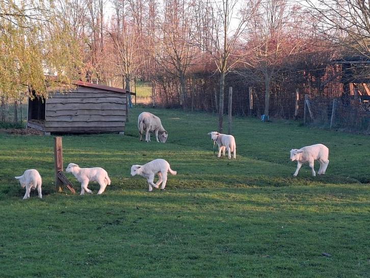 Wiltshire Horn stamboek ramlammeren (te reserveren), Animaux & Accessoires, Moutons, Chèvres & Cochons, Mouton, Mâle, 0 à 2 ans