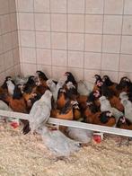 Vorwerk  en amerikana, Dieren en Toebehoren, Meerdere dieren, Kip