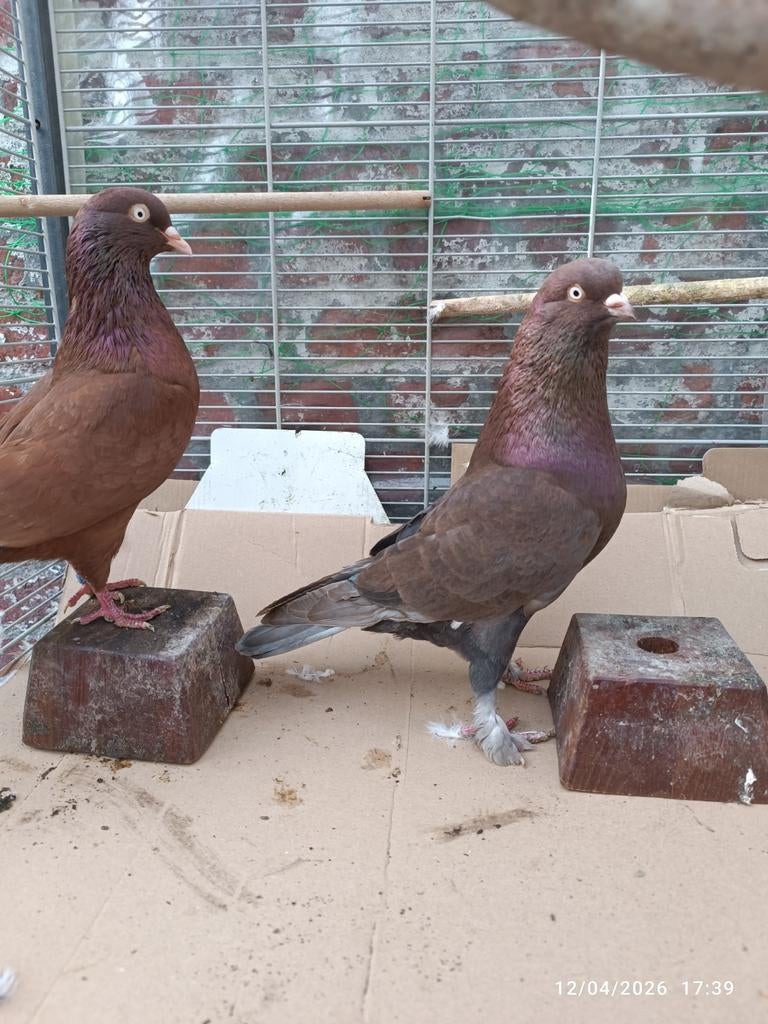 Een Heel mooi koppel