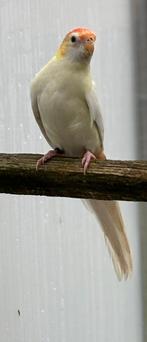 mooie jonge bleekkoprosella (pop) - lutino, Bagué