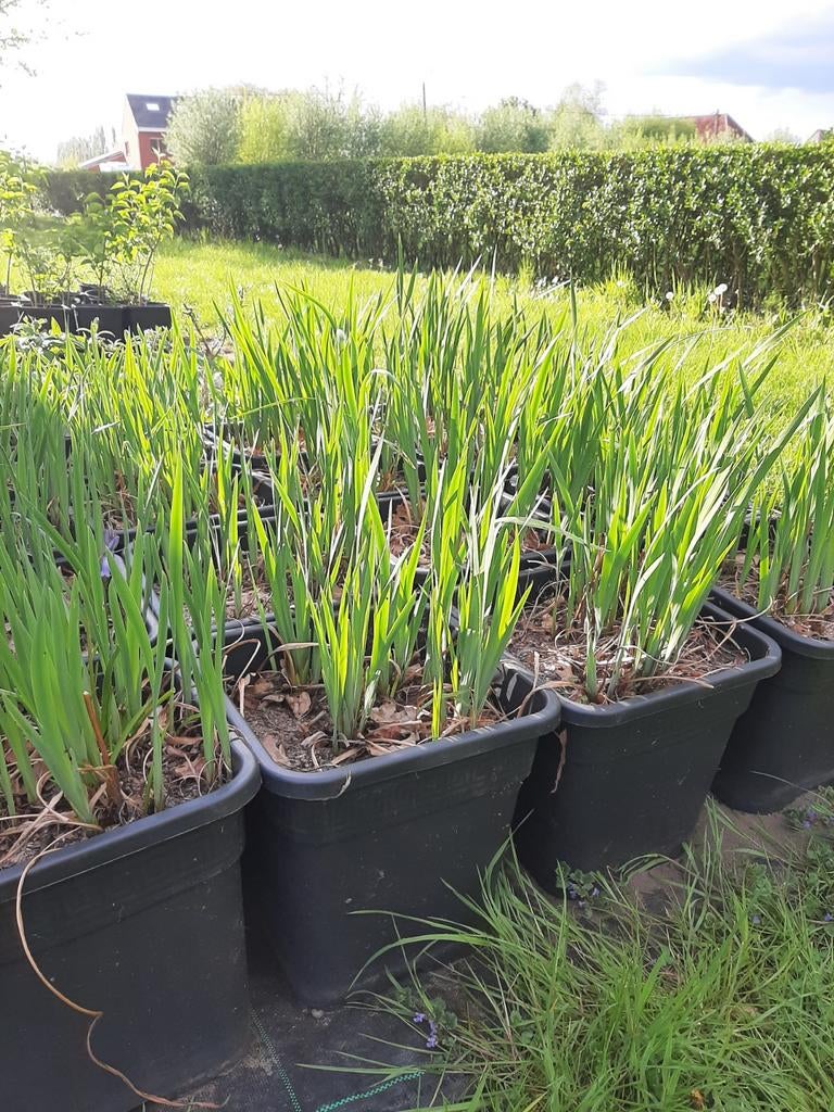 Iris tuinplanten, Ophalen