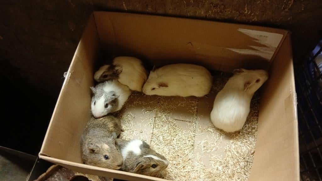 Mooie jonge cavia's, Février, Cobaye