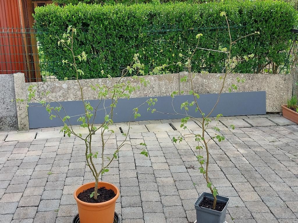 Hazelboom - 10 € per pot, Tuin en Terras, Planten | Fruitbomen, Overige soorten, 100 tot 250 cm, Halfschaduw, Bloeit niet, Ophalen