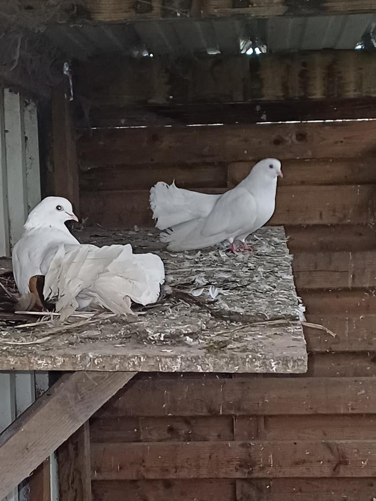 Witte pauwstaart duiven, Dieren en Toebehoren
