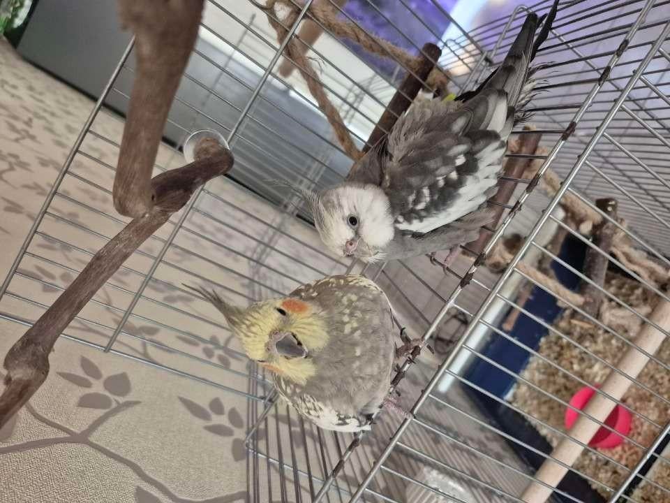 2 tamme valkparkieten, Animaux & Accessoires, Oiseaux | Perruches & Perroquets, Perruche, Plusieurs animaux, Domestique