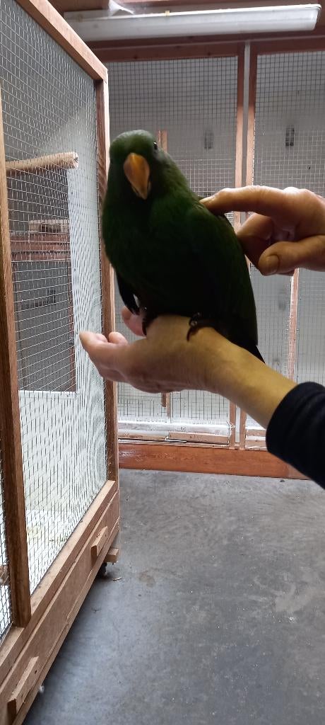 Halmahera edelpapegaai, Mannelijk, Papegaai, Geringd