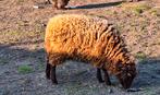 2 zeer mooie quessant ooien, Dieren en Toebehoren, Vrouwelijk, Schaap
