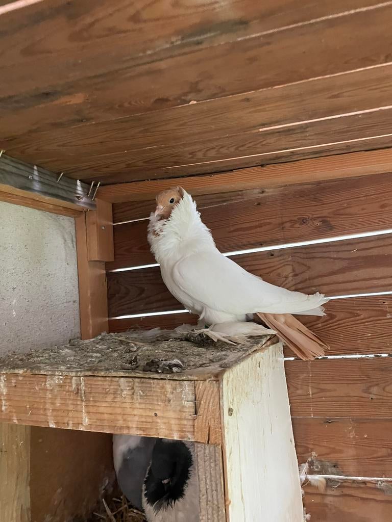 Koppel Duiven te koop, Dieren en Toebehoren, Vogels | Duiven