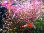Rotala, Animaux & Accessoires, Poissons | Aquariums & Accessoires, Comme neuf, Plante(s), Pierre ou Bois