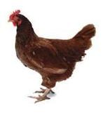 Zoek een paar kippen.