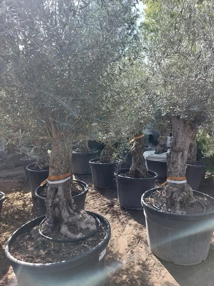 Olijfbomen super ACTIE 220€, Tuin en Terras, Planten | Fruitbomen, Ophalen
