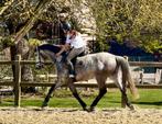 Super brave springefokte 6j ruin, Dieren en Toebehoren, Springpaard, Met stamboom, B, Ruin