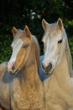 Super leuke ruin, Dieren en Toebehoren, Ruin