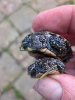 Cistude d Europe propre élevage, Animaux & Accessoires, Reptiles & Amphibiens, Tortue, 0 à 2 ans