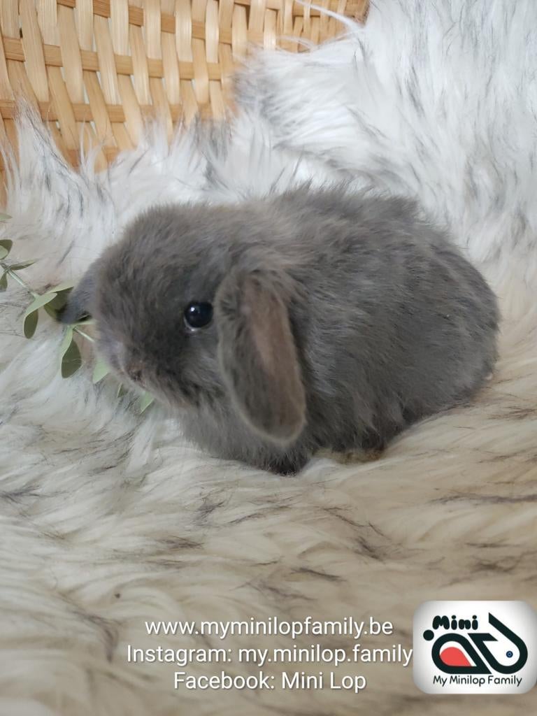 Minilop de race pure, lapin mâle (transport possible), Animaux & Accessoires, Lapins, Nain, Mâle, 0 à 2 ans, Oreilles tombantes