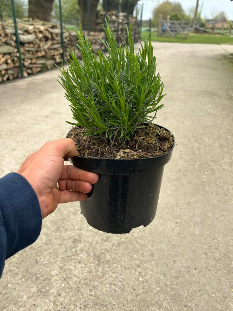 Lavendula Munstead, Tuin en Terras, Planten | Tuinplanten, Volle zon, Vaste plant, Zomer, Ophalen